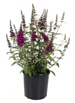 Buddleja Buzz Hot Rapberry_Z6S9363