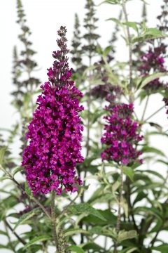Buddleja Buzz Hot Rapberry_Z6S9369