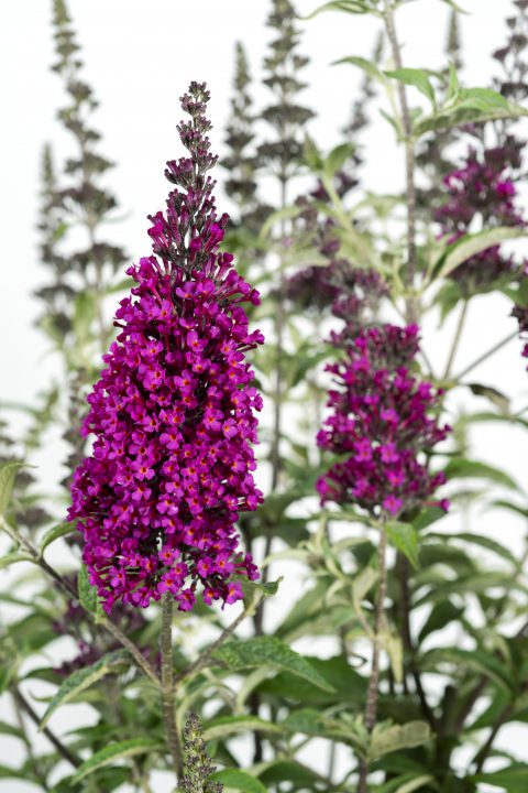 Buddleja Buzz Hot Rapberry_Z6S9369