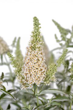 Buddleja Buzz Ivory_Z6S9273