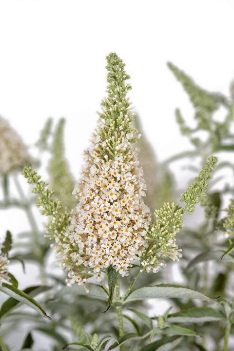 Buddleja Buzz Ivory_Z6S9273