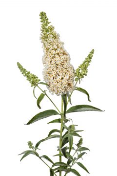 Buddleja Buzz Ivory_Z6S9282