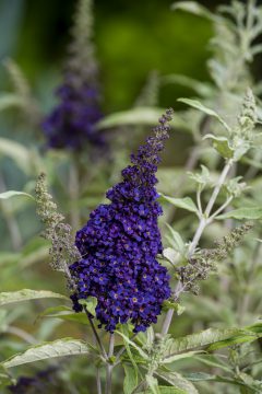 Buddleja Buzz Midnight_Z6S9560