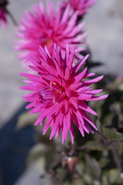 Dahlia Electro Pink-006