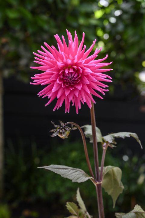 Dahlia Electro Pink-013
