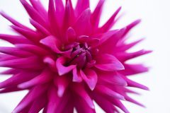 Dahlia Electro Pink-103