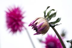 Dahlia Electro Pink-105