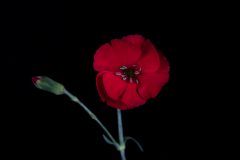 Dianthus American Pie Cherry Pie-202