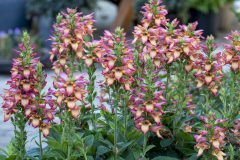 Digitalis Illumination Flame_Z6S4672