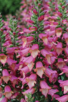 Digitalis Illumination Pink-004