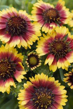 Gaillardia Sunset Halo-0001