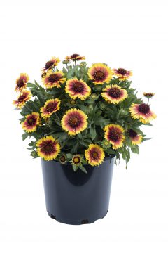 Gaillardia Sunset Halo-101