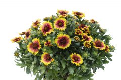 Gaillardia Sunset Halo-104