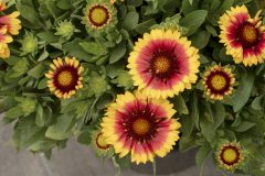 Gaillardia Sunset Halo_Z6S8861