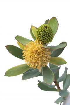 Leucadendron Hawaii Sunrise-102