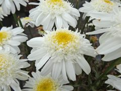 Leucanthemum Compact Collection Real Comet-002