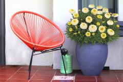 Leucanthemum Compact Collection Real Deal_1678371982