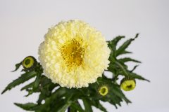 Leucanthemum Compact Collection Real Deal_Z6S2727