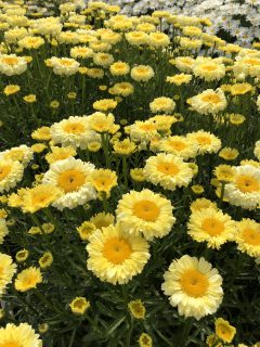 Leucanthemum Medium Collection Real Goldcup-001