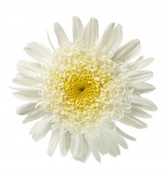 Leucanthemum Real Comet_Z6S3703