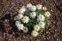 Leucanthemum Real Comet_Z6S3828