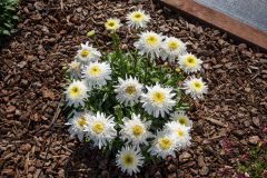 Leucanthemum Real Comet_Z6S3831