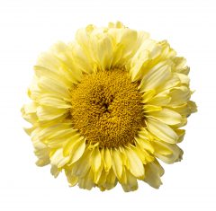 Leucanthemum Real Goldcup_Z6S3717