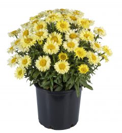 Leucanthemum Real Solar_Z6S3689