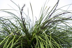 Lomandra Highlights Olive Green-004