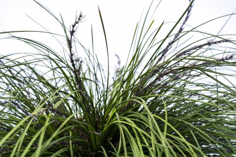 Lomandra Highlights Olive Green-004
