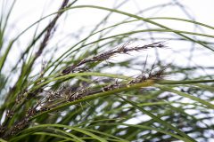 Lomandra Highlights Olive Green-005