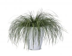 Lomandra Highlights Olive Green-301