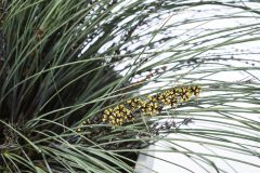 Lomandra Highlights Silver Blue 003