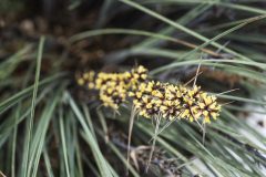 Lomandra Highlights Silver Blue 004