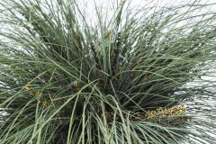 Lomandra Highlights Silver Blue 005
