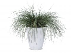 Lomandra Highlights Silver Blue 301