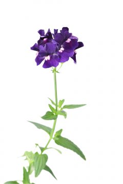 Nemesia Escential Blackberry-101