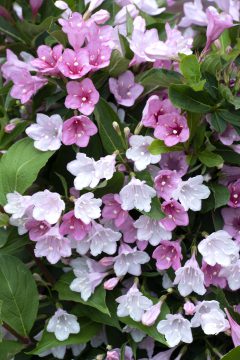Weigela Towers of Flowers Apple Blossom-001