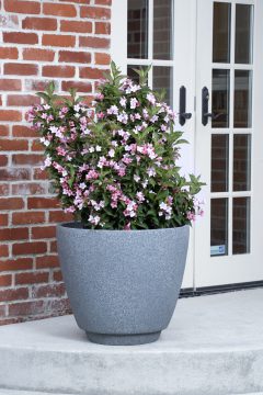 Weigela Towers of Flowers Apple Blossom-301