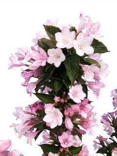 Weigela Towers of Flowers Apple Blossom_WK16-2020