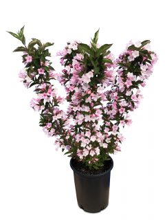 Weigela Towers of Flowers Apple Blossom_WK17-2020