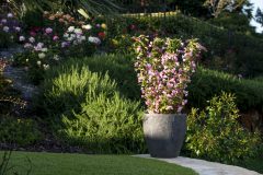 Weigela Towers of Flowers Apple Blossom_Z6S3201