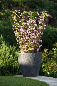 Weigela Towers of Flowers Apple Blossom_Z6S3203