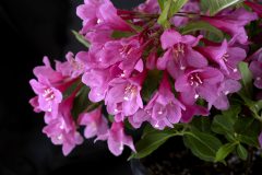 Weigela Towers of Flowers Cherry-002