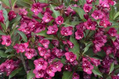 Weigela Towers of Flowers Cherry-003