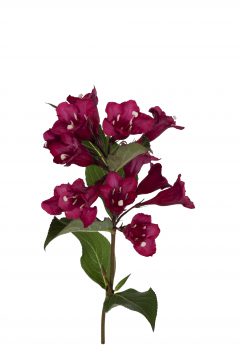 Weigela Towers of Flowers Cherry-201