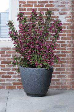 Weigela Towers of Flowers Cherry-401