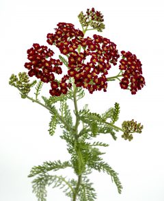 Achillea Lemon Cherry Fizz_Z6S4491