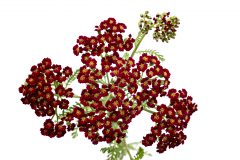Achillea Lemon Cherry Fizz_Z6S4495