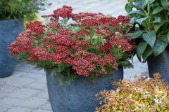 Achillea Lemon Cherry Fizz_Z6S4718